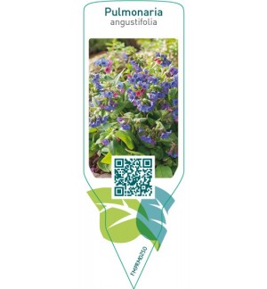 Etiquetas de Pulmonaria angustifolia  *