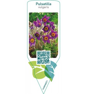 Pulsatilla vulgaris  blue