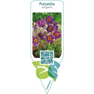 Pulsatilla vulgaris  blue