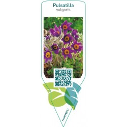 Pulsatilla vulgaris  blue