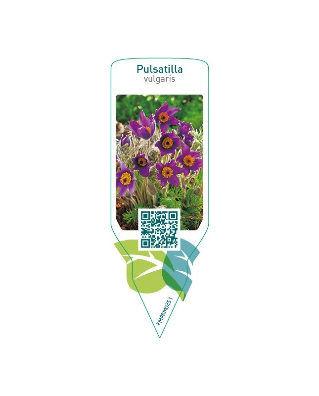 Pulsatilla vulgaris  blue