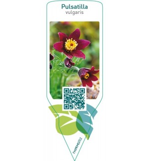 Pulsatilla vulgaris  red