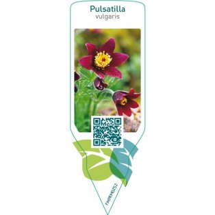 Pulsatilla vulgaris  red