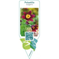 Pulsatilla vulgaris  red