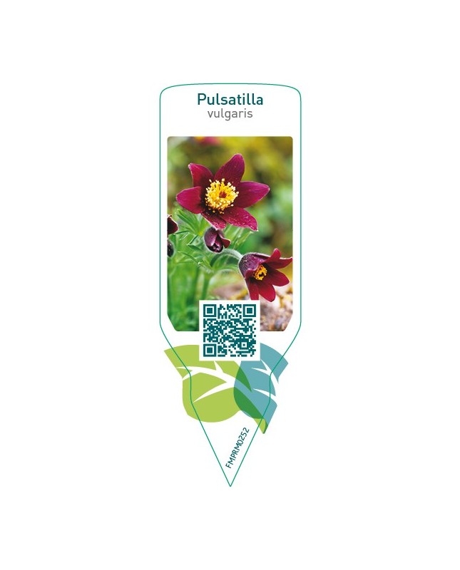 Pulsatilla vulgaris  red