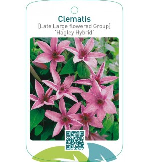 Clematis [Late Large flowered Group] ‘Hagley Hybrid’