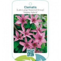 Clematis [Late Large flowered Group] ‘Hagley Hybrid’