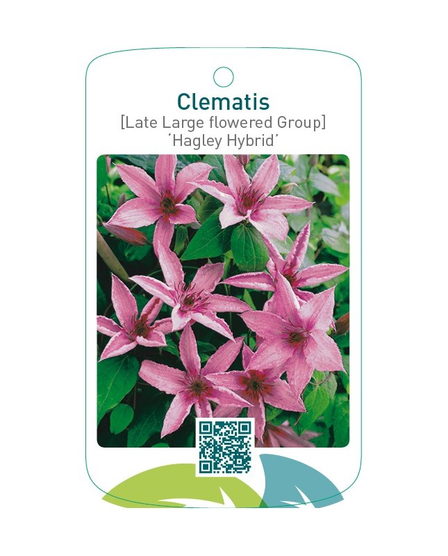 Clematis [Late Large flowered Group] ‘Hagley Hybrid’
