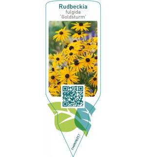 Rudbeckia fulgida ‘Goldsturm’