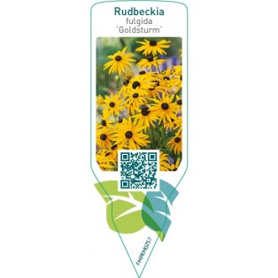 Rudbeckia fulgida ‘Goldsturm’