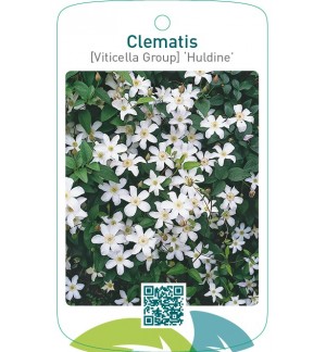 Clematis [Viticella Group] ‘Huldine’