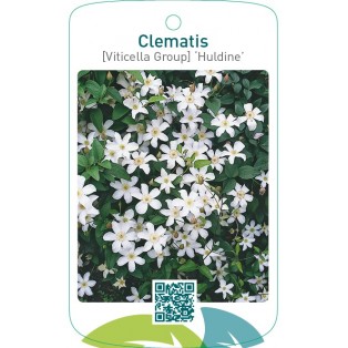 Clematis [Viticella Group] ‘Huldine’