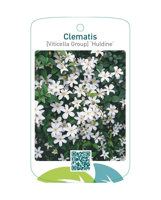 Clematis [Viticella Group] ‘Huldine’