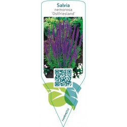 Salvia nemorosa ‘Ostfriesland’