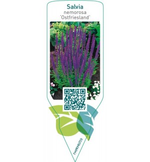 Etiquetas de Salvia nemorosa ‘Ostfriesland’ *
