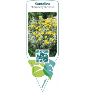 Santolina chamaecyparissus