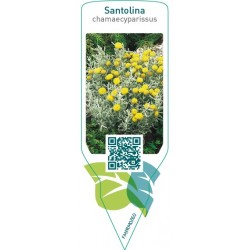 Santolina chamaecyparissus