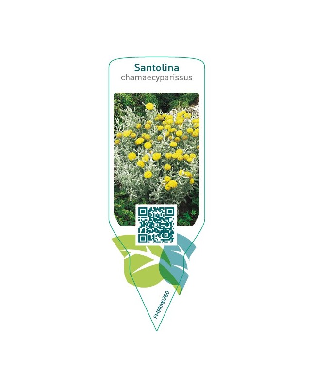 Santolina chamaecyparissus