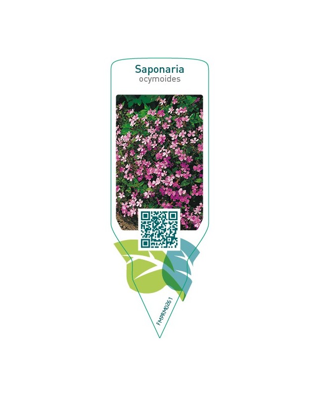 Saponaria ocymoides