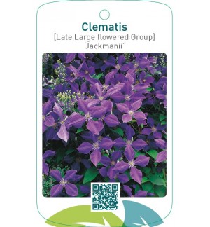 Clematis [Late Large flowered Group] ‘Jackmanii’