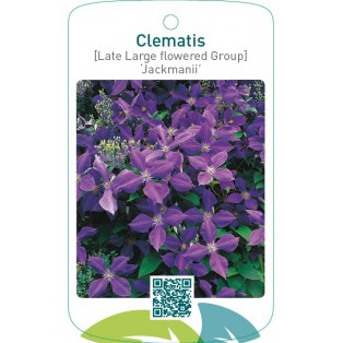 Clematis [Late Large flowered Group] ‘Jackmanii’