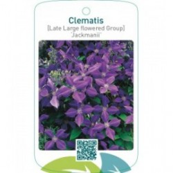 Clematis [Late Large flowered Group] ‘Jackmanii’