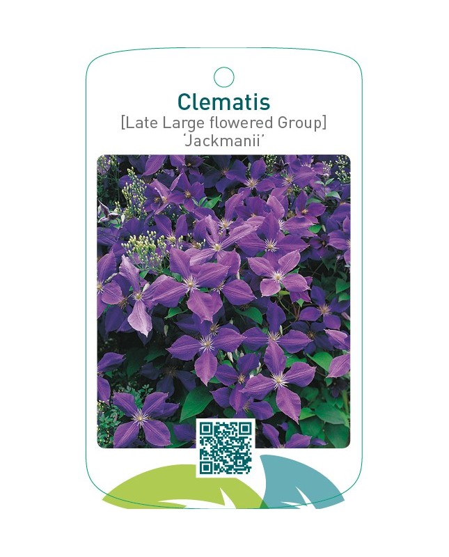 Clematis [Late Large flowered Group] ‘Jackmanii’