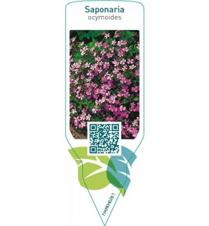 Etiquetas de Saponaria ocymoides *