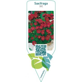 Saxifraga (A)  red