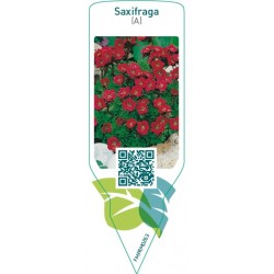 Saxifraga (A)  red