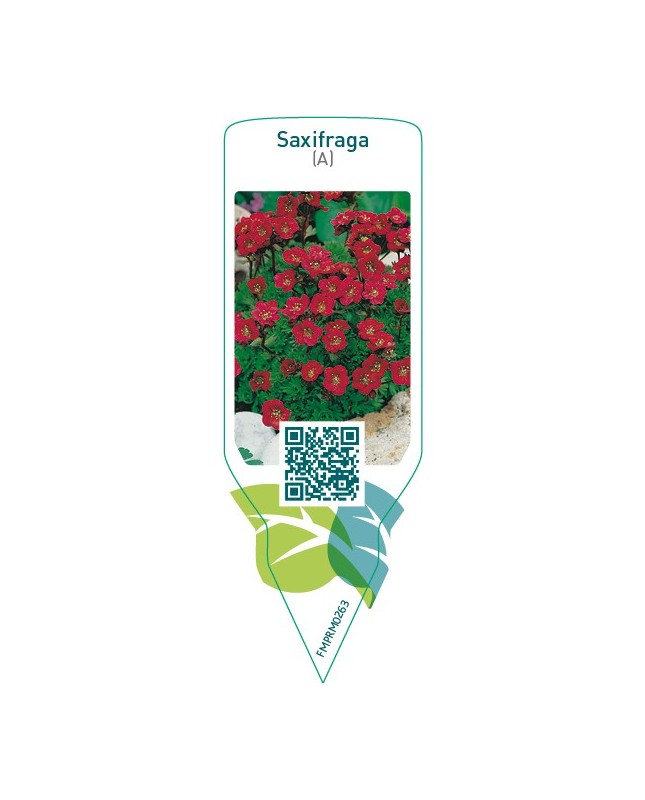 Saxifraga (A)  red