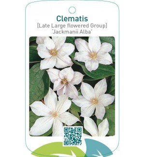 Clematis [Late Large flowered Group] ‘Jackmanii Alba’