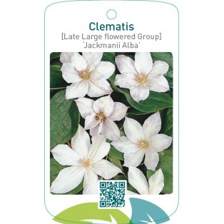 Clematis [Late Large flowered Group] ‘Jackmanii Alba’