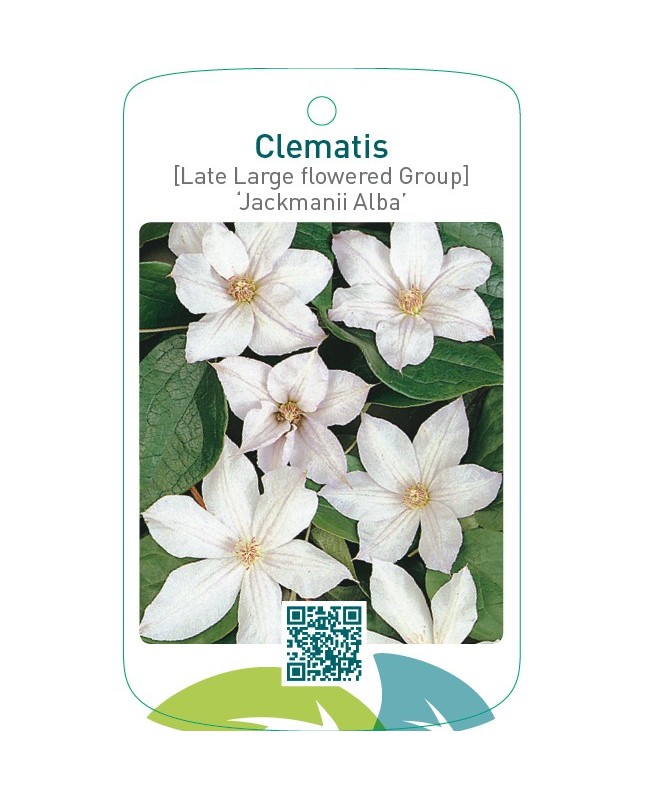 Clematis [Late Large flowered Group] ‘Jackmanii Alba’