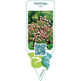 Saxifraga (A)  pink