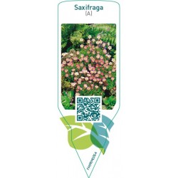 Saxifraga (A)  pink