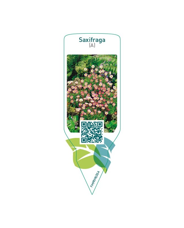 Saxifraga (A)  pink