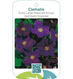 Clematis [Late Large flowered Group] ‘Jackmanii Superba’   *