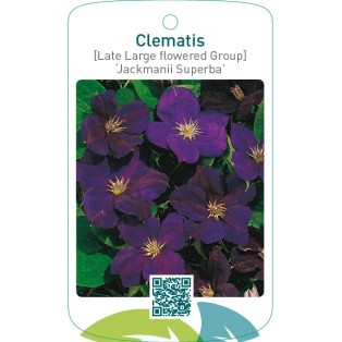 Clematis [Late Large flowered Group] ‘Jackmanii Superba’   *