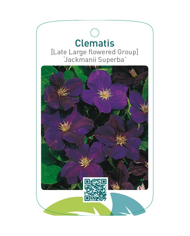 Clematis [Late Large flowered Group] ‘Jackmanii Superba’   *