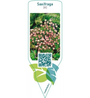 Etichette di Saxifraga (A)  pink *