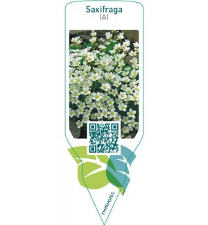 Saxifraga (A)  white