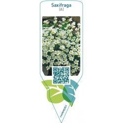 Saxifraga (A)  white
