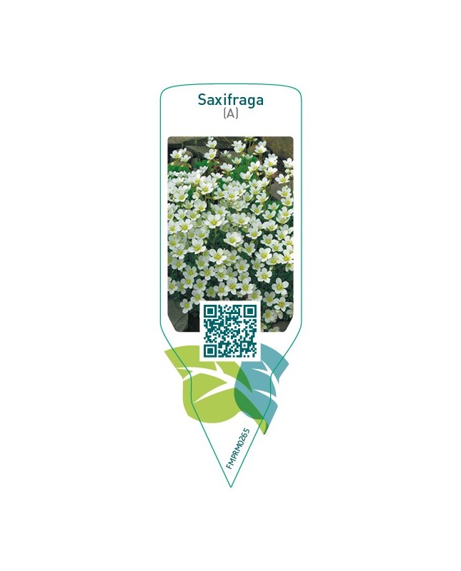 Saxifraga (A)  white