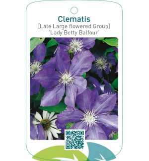 Clematis [Late Large flowered Group] ‘Lady Betty Balfour’  *