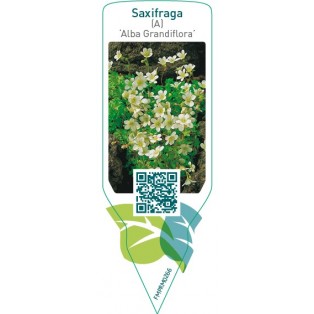 Saxifraga (A) ‘Alba Grandiflora’