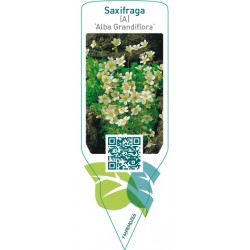 Saxifraga (A) ‘Alba Grandiflora’