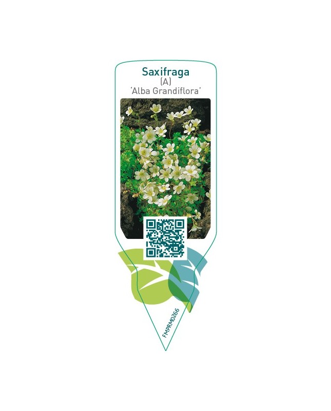 Saxifraga (A) ‘Alba Grandiflora’