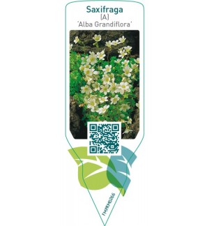 Etiquetas de Saxifraga (A) ‘Alba Grandiflora’ *