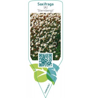 Saxifraga (A) ‘Sternbergii’